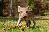  Wild boar, Sus scrofa, young piglet, spring, Schleswig-Holstein, Germany 