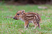  Wild boar, Sus scrofa, young piglet, spring, Schleswig-Holstein, Germany 