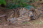  Piglets, Sus scrofa, young wild boars, April, Schleswig-Holstein, Germany 
