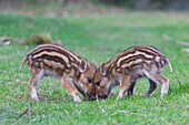  Piglets, Sus scrofa, young wild boars, April, Schleswig-Holstein, Germany 