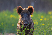  Wild boar, Sus scrofa, sow in a rapeseed field, Mecklenburg-Western Pomerania, Germany 