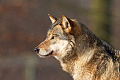 Wolf (Canis lupus), Alttier, Portrait, Winter, Niedersachsen, Deutschland