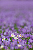  Crocus, Crocus speciosus, blooming crocuses and wood anemones in the castle garden of Husum, spring, Schleswig-Holstein, Germany 