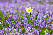  Crocus, Crocus speciosus, blooming crocuses and yellow daffodil, Narcissus pseudonarcissus, in the castle garden of Husum, spring, Schleswig-Holstein, Germany 