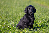 Junger Flat Coated Retriever, Welpe 9 Wochen alt, Portrait, Schleswig-Holstein Deutschland