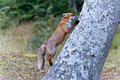  Red fox, Vulpes vulpes, fox climbing a tree in autumn, Mecklenburg-Western Pomerania, Germany 