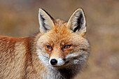 Rotfuchs (Vulpes vulpes), Portrait, Nationalpark Gran Paradiso, Aostatal, (Valle d’Aosta), Piemont, Italien