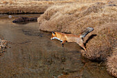 Rotfuchs (Vulpes vulpes), Fuchs springt über einen Bach, Nationalpark Gran Paradiso, Aostatal, (Valle d’Aosta), Piemont, Italien