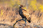  White-tailed Eagle, Haliaeetus albicilla, young bird in winter, Smaland, Sweden 