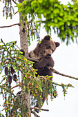  European brown bear, Ursus arctos, young bear climbing in a tree, Dalarna, Sweden 