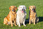 Golden Retriever, drei Hunde sitzen auf einer Wiese, Schleswig-Holstein, Deutschland