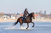  Rider on a horse in the Baltic Sea, Schleswig-Holstein, Germany 