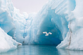 Dreizehenmöwe (Rissa tridactyla), fliegt vor Eisberge, Monacobreen, Insel Spitzbergen, Grönlandsee, Norwegen, Skandinavien