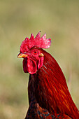 Haushuhn, (Gallus gallus domesticus) Hahn, Portrait, Mecklenburg-Vorpommern, Deutschland