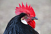 Haushuhn (Gallus gallus domesticus), Vorwerkhuhn, Hahn, Portrait, Schleswig-Holstein, Deutschland