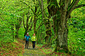 Mann und Frau beim Wandern durch alte Allee, Neuhaus, Aufseßer Tal, Franken, Bayern, Deutschland