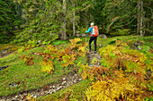 Mann beim Wandern geht durch herbstlichen Farn, Lechtaler Alpen, Tirol, Österreich
