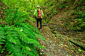 Mann beim Wandern am Rheinsteig geht durch Wald, Rheinsteig, UNESCO-Welterbe Oberes Mittelrheintal, Kulturlandschaft Oberes Mittelrheintal, Rheinland-Pfalz, Deutschland