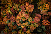  Colorful autumn trees in top-down view, &quot;Indian Summer&quot; on the Swabian Alb, Römerstein municipality, Reutlingen district, Swabian Alb, Baden-Württemberg, Germany, Europe 