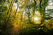  The Lion Trail leads through autumnal forest landscapes near Türkheim, Bad Üerbkingen, Göppingen district, Swabian Alb, Baden-Württemberg, Germany, Europe 