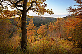  Autumnal trees in the &quot;Kleines Lautertal&quot; near Blaustein, Alb-Donau-Kreis, Swabian Alb, Baden-Württemberg, Germany, Europe 