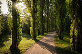  Poplar avenue in the castle garden of the Teutonic Order Castle of Mergentheim, Bad Mergentheim, Main-Tauber-Kreis, Baden-Württemberg, Germany, Europe 