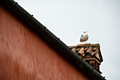 Eine Silbermöwe in Venedig, Italien