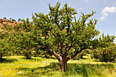 Arganbaum (Argania spinosa) in Berglandschaft, im Souss-Tal, Region Souss-Massa, Antiatlas, Marokko, Nordafrika