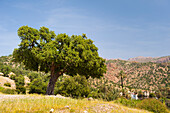 The Argan is a endemic tree of Souss valley of southwestern Morocco.Argan oil is extracted from the nut and takes the place of the Olive as a source of, oil, and fuel in Berber society ,Chtouka Aït Bah,Souss-Massa-Draâ region, Morocco, North Africa