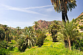 Palmenhain vor Berglandschaft, Oase Targa N'touchka, Provinz Chtouka Ait Baha, Region Souss-Massa, Antiatlas, Marokko, Nordafrika