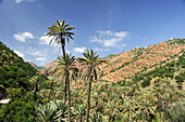 Palmenhain vor Berglandschaft, Oase Targa N'touchka, Provinz Chtouka Ait Baha, Region Souss-Massa, Antiatlas, Marokko, Nordafrika