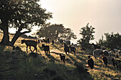 Flock of sheep and goats in Ammeln valley, near Tafraout, Anti-Atlas, Morocco, North Africa