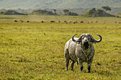  Buffalo in the landscape, Tanzania, East Africa, Africa 