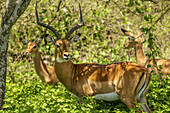  Gazelle in the Serengeti, Tanzania, East Africa, Africa 