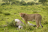  Cheetah in the Serengeti kills zebra, Tanzania, East Africa, Africa 