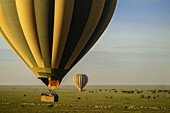  Balloon ride in the Serengeti, hot air balloon, Tanzania, East Africa, Africa 