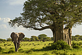  Elephant in the landscape of the Serengeti, Tanzania, East Africa, Africa 