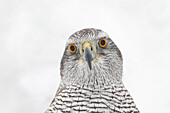 Habicht (Accipiter gentilis), adulter Vogel, Portrait, Finnland