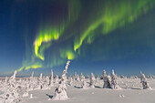  Northern lights, aurora borealis, glowing over snow-covered trees in the night sky, winter, Riisitunturi National Park, Finland 