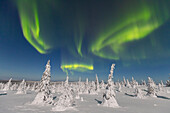  Northern lights, aurora borealis, glowing over snow-covered trees in the night sky, winter, Riisitunturi National Park, Finland 