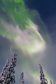  Northern lights, aurora borealis, glowing over snow-covered trees in the night sky, winter, Riisitunturi National Park, Finland 