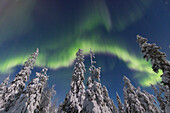  Northern lights, aurora borealis, glowing over snow-covered trees in the night sky, winter, Riisitunturi National Park, Finland 