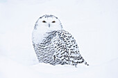  Snowy Owl, Bubo scandiacus, Nyctea scandiaca, female in the snow, Finland 