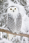  Snowy Owl, Bubo scandiacus, Nyctea scandiaca, female in the snow, Finland 