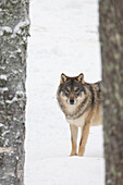  Wolf, Canis lups, adult wolf in the snow, winter, Finland 