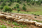 Flock of sheep in the countryside near Azrou, Middle Atlas,Morocco,North Africa