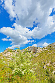 Blooming tree, Cavagrande Valley, Avola, Noto Valley, Sicily, Italy