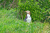  Gelbaugenpinguin (Megadyptes Antipodes), Otago Region, Südinsel, Neuseeland, 