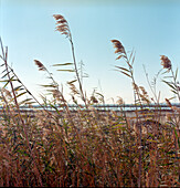 Wheat stalks at Manzala lake, Egypt