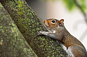 An eastern grey squirrel in Virginia climbs a tree, USA